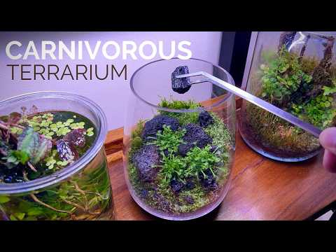 Creating A Carnivorous Plant Terrarium: Step-by-step Guide