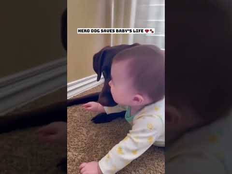 These dogs actually risk it all to save little babies