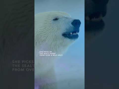 Hungry polar bear goes for the kill #shorts