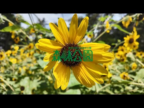 【国営武蔵丘陵森林公園】コリウス・ヒマワリ（2025年8月6日撮影）