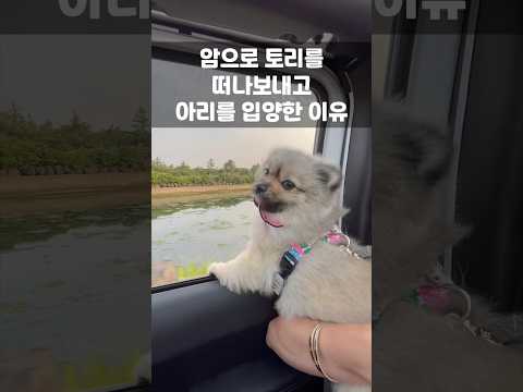 토리가 떠난 뒤 아리를 입양하게된 이야기🥹