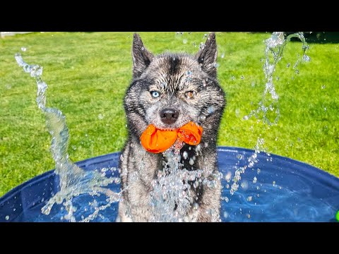 My Dog is OBSESSED with these Water Balloons!  Playing in the Small Pool!