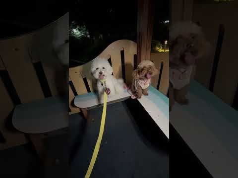 이렇게 하는게 아닌가봉가🤔#강아지영상 #dogshorts #bichon #그림자댄스 #어렵네 #shadow #땅땅 #땅땅 #뚱땅땅 #입브금