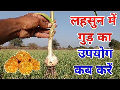 लहसुन में गुड़ का उपयोग कब क्यों और कितनी मात्रा में करना चाहिए || lahsun me good ka upyog