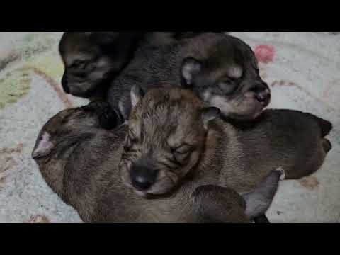 【癒し動画】狼犬の赤ちゃんがスヤスヤしているだけの動画
