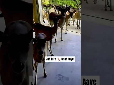 Vo Hirn Jo Apna Ghar Kho Kar Mere Ghar Aaya | Hyderabad Forest