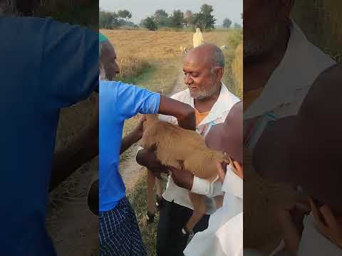 केसे #funny #love #song