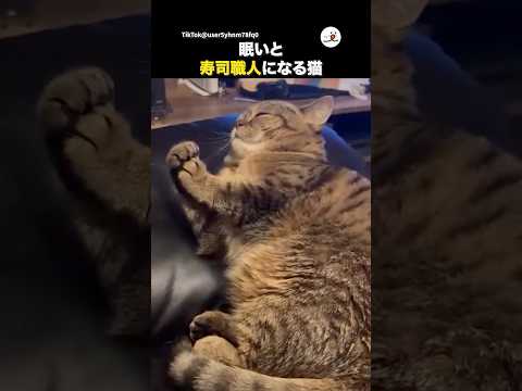 猫の仕草がまるで寿司職人！？癒しの可愛い瞬間をご紹介 サムネイル