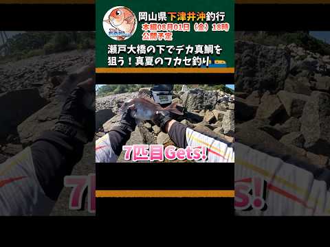 瀬戸大橋の下でデカ真鯛を狙う！真夏のフカセ釣り #shorts