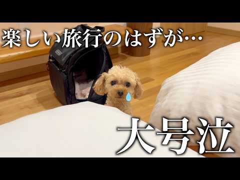 超甘えん坊トイプードル、旅先で一緒に寝られず大号泣。