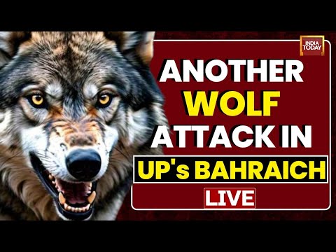 Wolves Horror In UP LIVE: Man Eaters Of UP | Wolves' Terror In Up's Bahraich LIVE | India Today LIVE