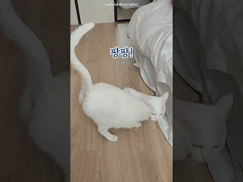 고양이가 궁디팡팡에 중독되면;;