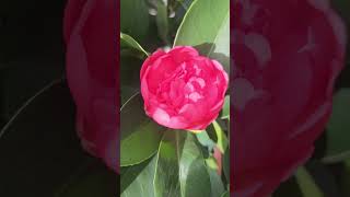 hoa#flowers #thugian