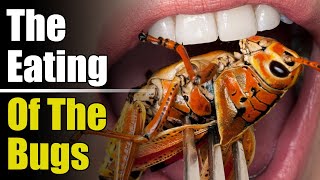 TL;DR - The Eating Of The Bugs [22/Dec/22]