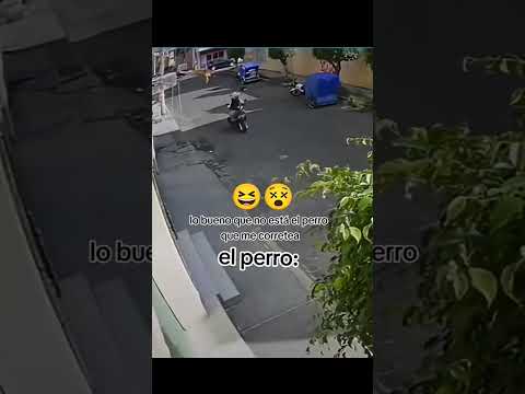 EL PERRO🌝 #tema #memes #humor #funny #viral #shortvideo #shorts #parati #perro @ELRAFYT