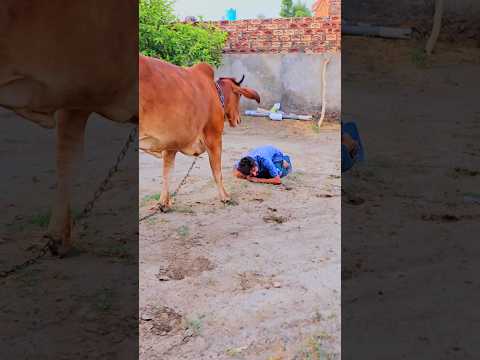 Jai gau Mata Jai shree Krishna 🙏  #youtube #shorts #viral #trending #short #love #reels #subscribe