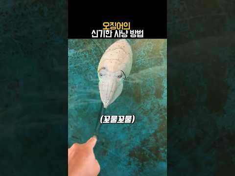 오징어의 신기한 사냥 방법 #동물 #오징어