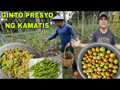 Ginto ang Presyo ng Kamatis...Ginisang Dilis na may kamatis Busog lahat simpling Tanghalian