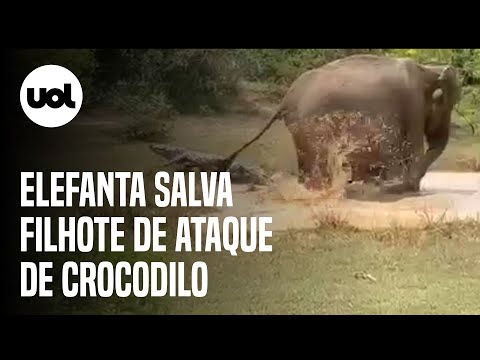 Elefanta entra em lago para salvar filhotes de ataque de crocodilo