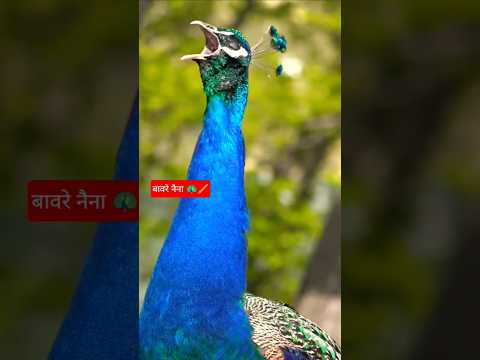 peacock song 🦚#krishnabhajan #mayur #shorts #ytshort #birds #peacock #amazing