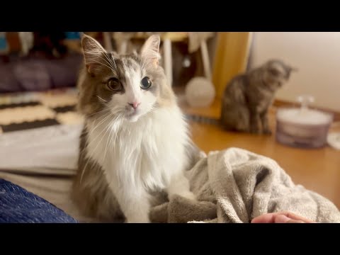 猫の動画サムネイル - 君は薔薇より美しい。