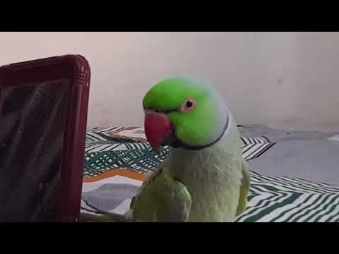 Mithu Bolne Wala Tota  is live #indianringneckparrot #talkingparrot #mittumittu