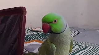 Mithu Bolne Wala Tota  is live #indianringneckparrot #talkingparrot #mittumittu