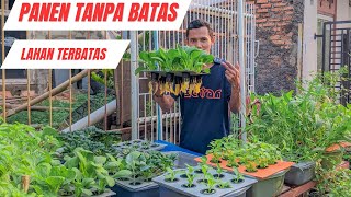 Cuma Pakai Bak Kecil Panen Sayuran Berkali-kali - Hidroponik Sederhana