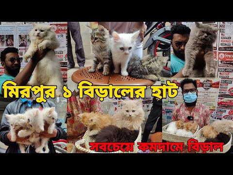 মিরপুর ১ বিড়ালের হাট_Persian,Mixed breed cat_Biraler dam 2025_persian kitten, bengal cat BD Exotic