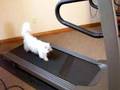 Persian cat on treadmill