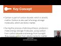 Carbon Cycle and Photosynthesis Concepts