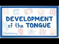 Tongue Development and Innervation