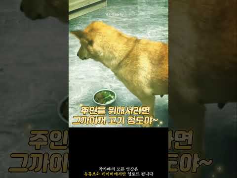 주인이 고기를 뺏어가자 댕댕이가 보인 뜻밖의 반응 '감동'