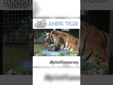 Andre Tiger Loved His Toys~2014