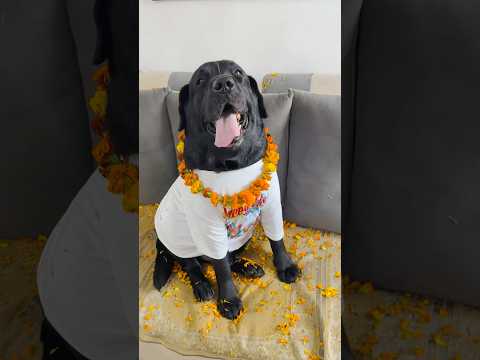 Lucky Ki Holi #doglover #trending ng