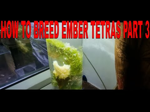 How To Breed Ember Tetras  Part  3 