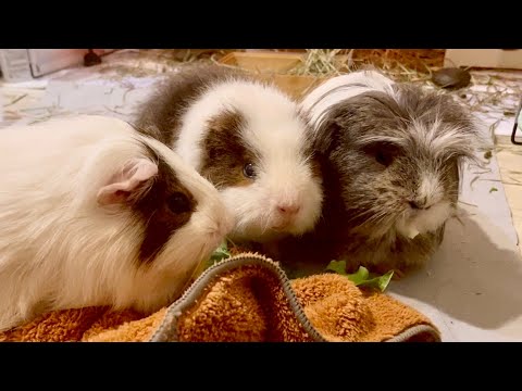03｜オヤツ、一緒に食べてみる？【保護モルモットのアタ坊 下宿物語】The Atabow Story of a Protective Guinea Pig