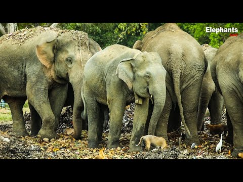 Elephants, the country's natural resources, are being lost day by day. Elephant Soul