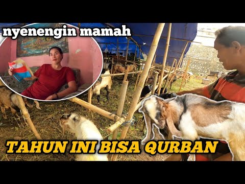 CARI HEWAN QURBAN DAN BIKIN SENENG MAMAH😍