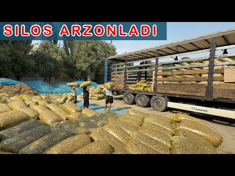 SILOS ARZONLADI SHOSHILING UZBEKISTON BOYLAB YETKAZIB BERILADI 2025
