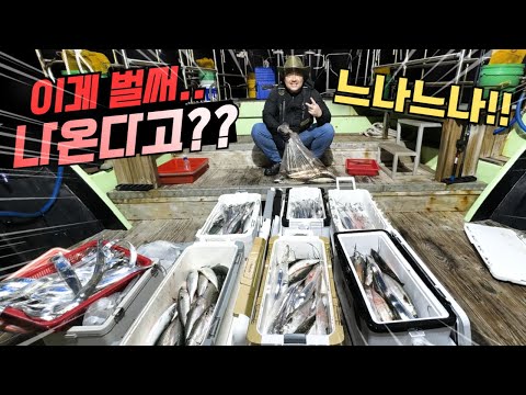 여수 앞바다 벌써부터 이게 나온다고?! 막~쏟아지네!!