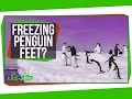 Penguin Adaptations and Counter-Current Heat Exchange