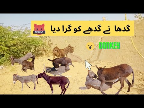 Donkey movie | donkey plays | donkey video