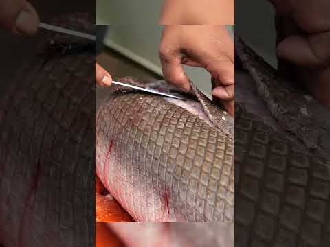 This Fish is Built Like a Tank