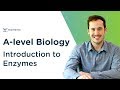 Introduction to Enzymes and Metabolic Reactions