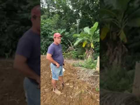Bora arrancar palmito margoso