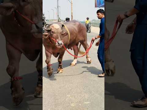 Kitna weight hoga ….#reaction #shorts #animal #eidmubarak