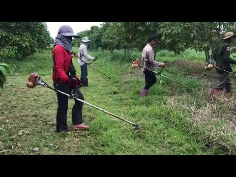 Clearing grass from mango farm - grass cutting farm work