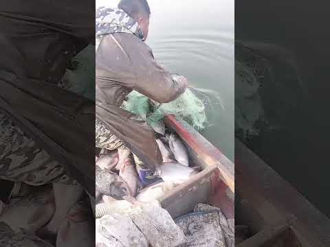 amazing fishing part 4 #shorts