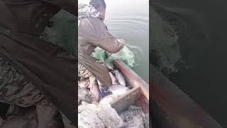 amazing fishing part 4 #shorts